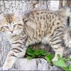 spottedmanx
